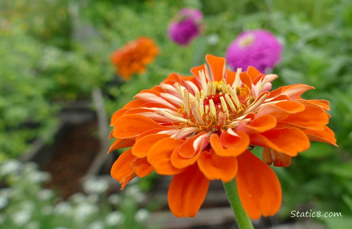 Orange Zinnia bloom with pink ones in the background
