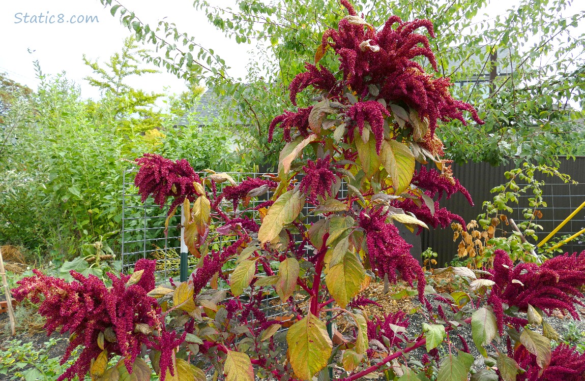 Red Amaranth plant in full bloom