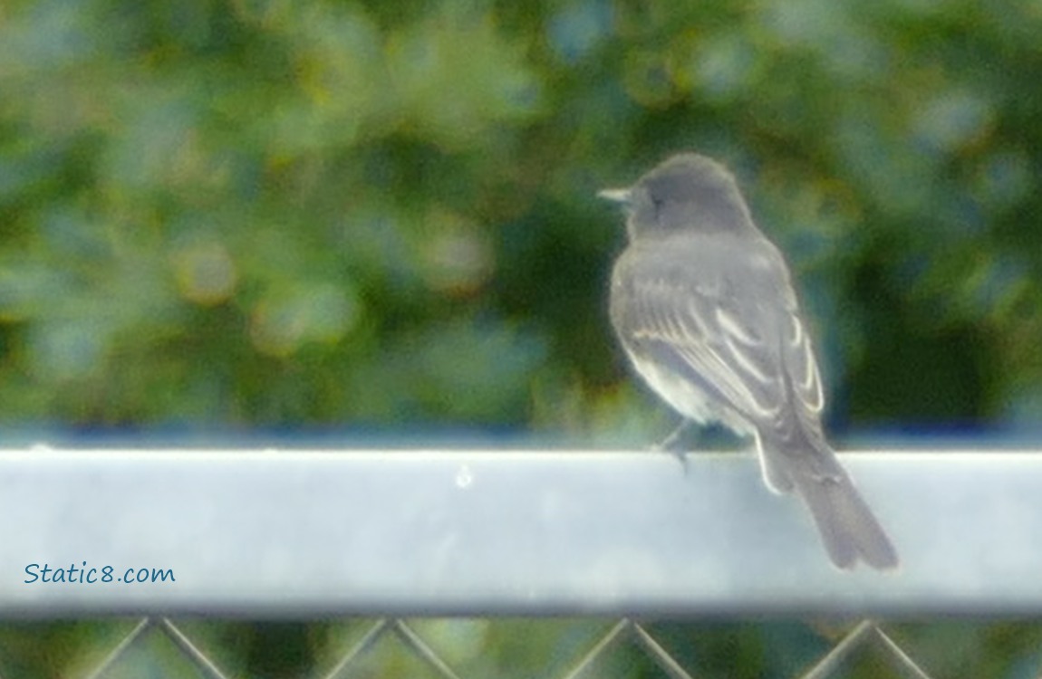 Black Phoebe standing on the top of a chain link fence