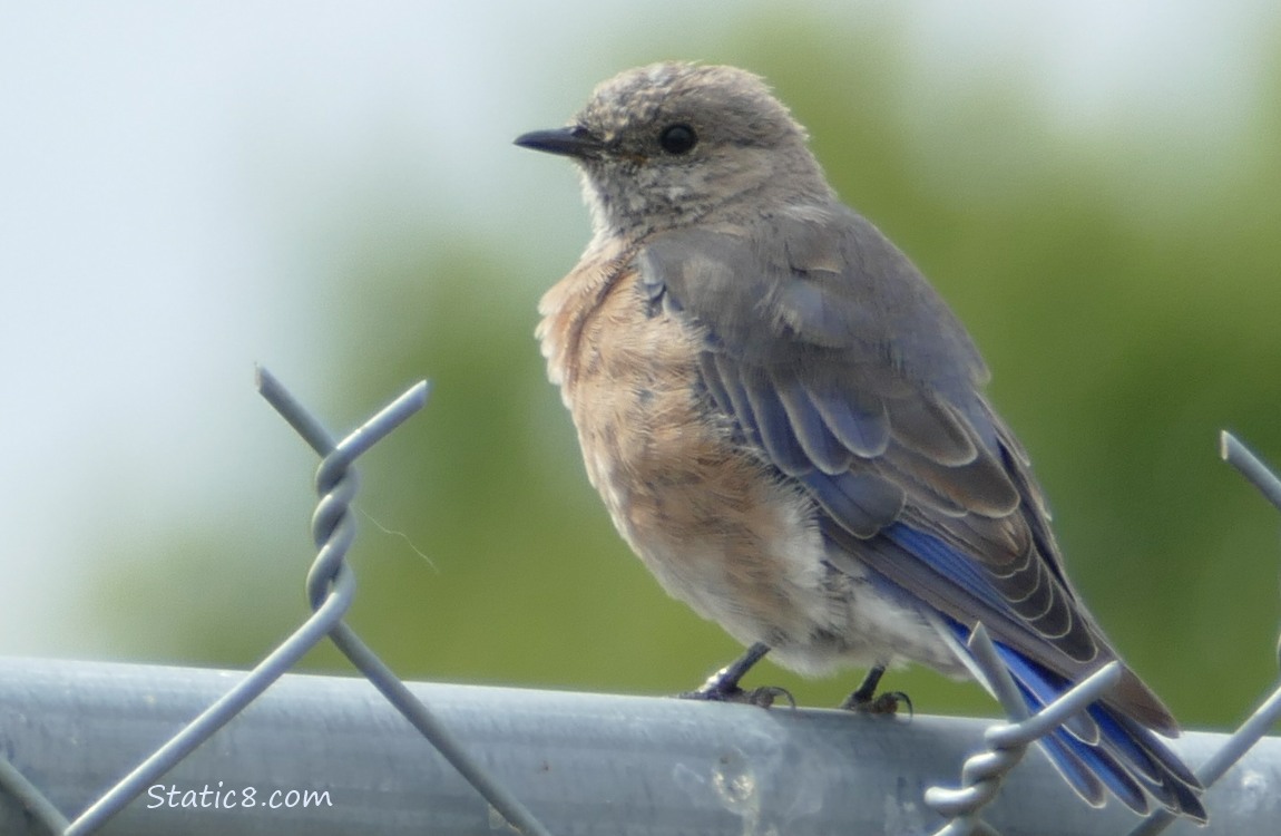 Female Bluebird standing at the top of a chain link fence