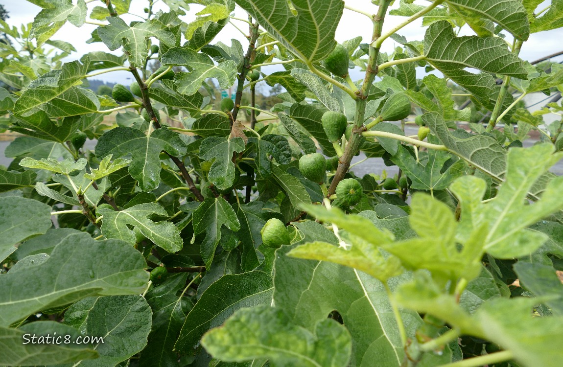 Fig tree with some fruits growing on the branches