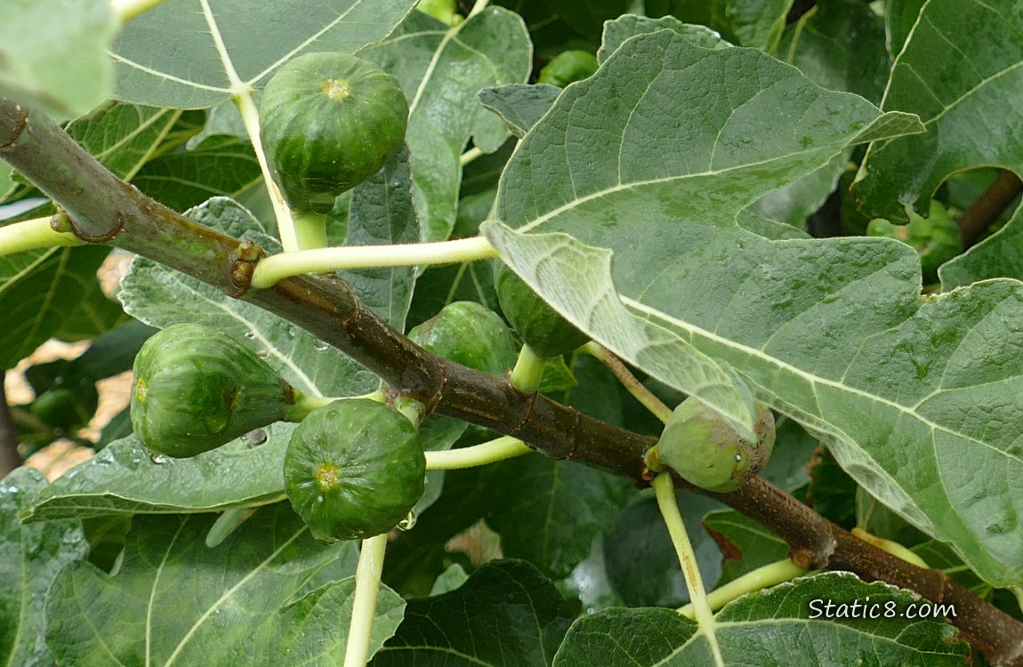 Fig fruits growing on the branches of a tree