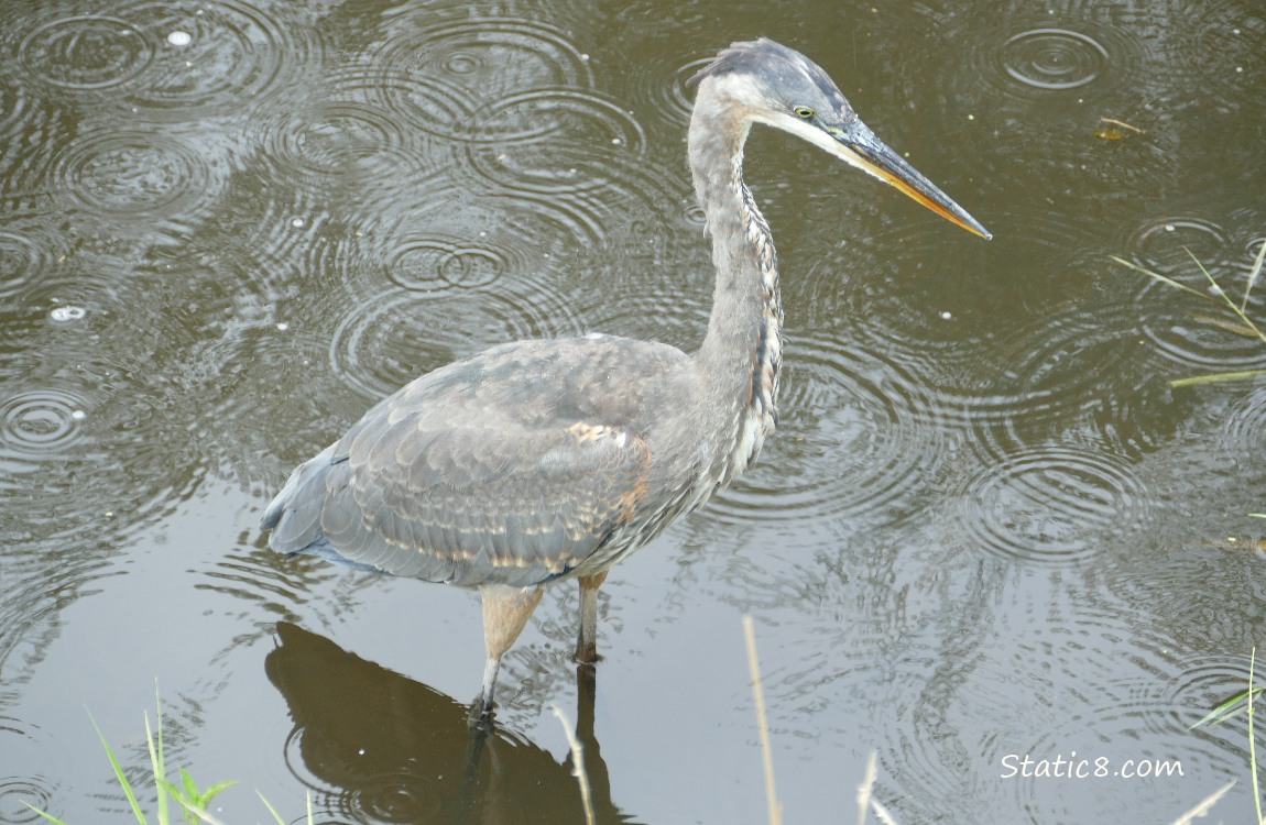 Looking down at a Great Blue Heron walking in shallow water