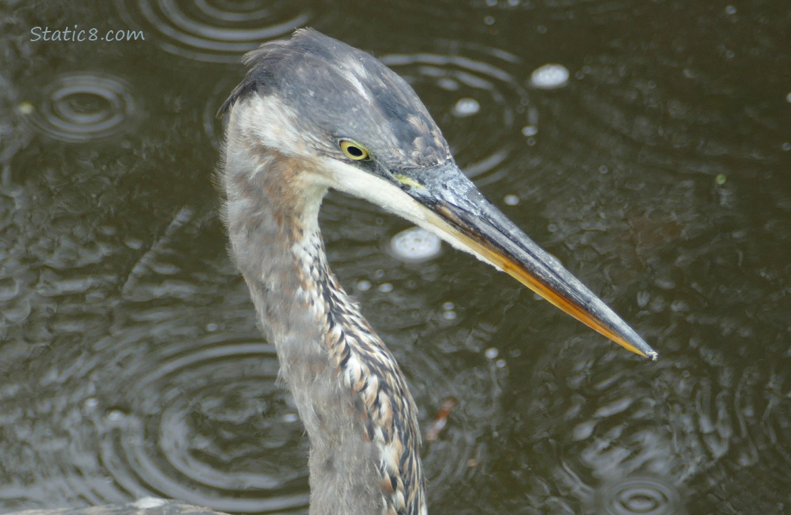 Close up of a Great Blue Heron face, water in the background