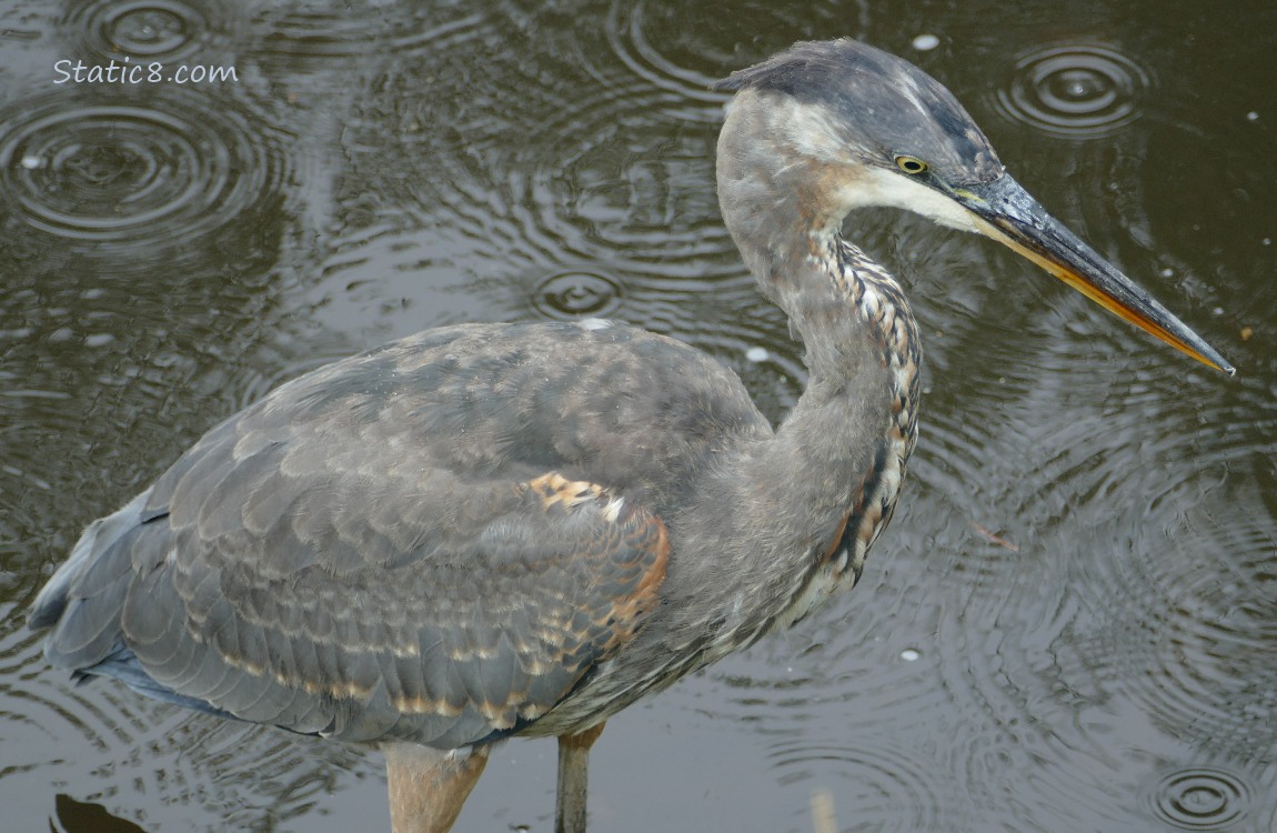 Great Blue Heron walking in shallow water