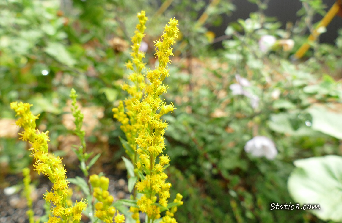 Golden flowers in a garden plot