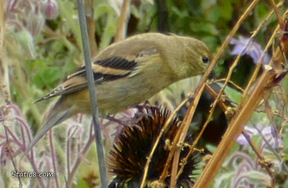 Goldfinch in a garden plot