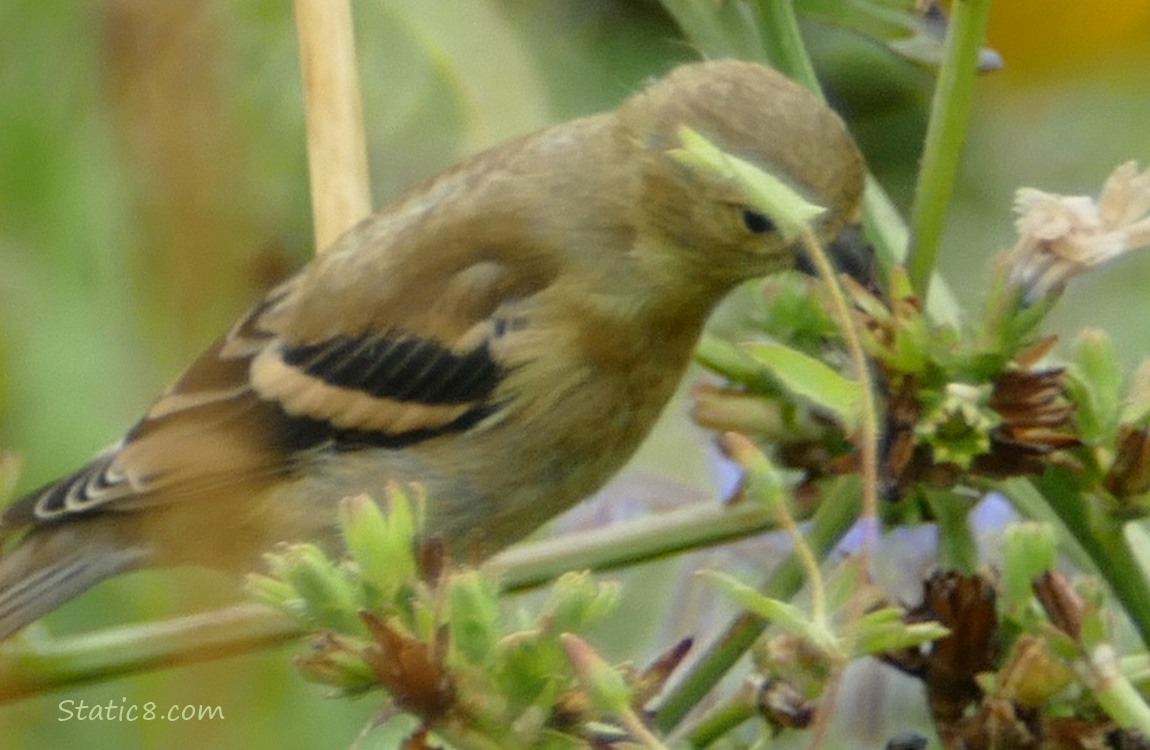 Goldfinch eating from a Chicory seed head