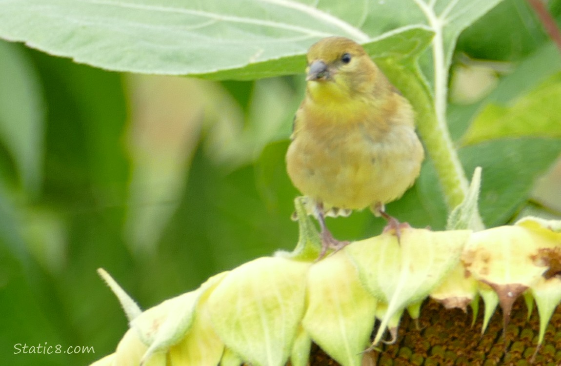Goldfinch standing on a Sunflower seed head