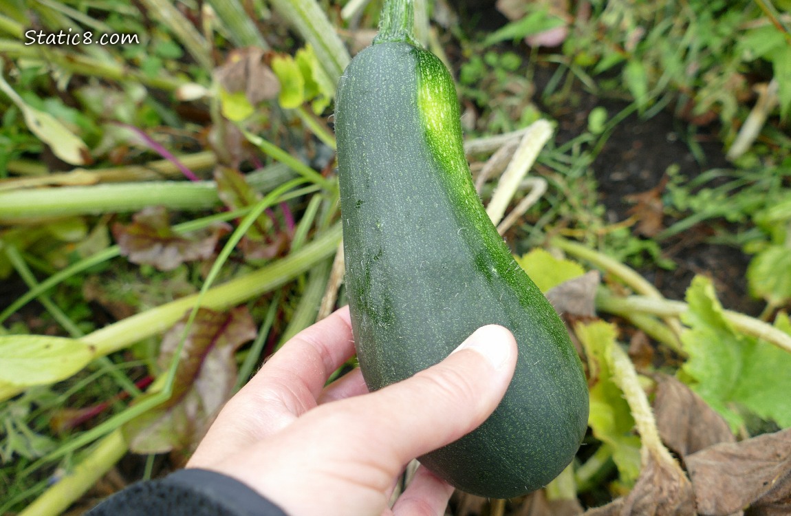 Harvested Zuc held by a hand over the dying plant