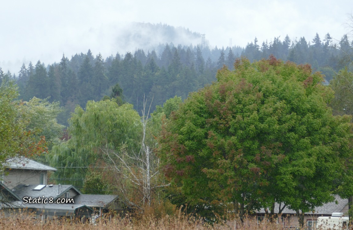 Misty trees on the hill in the distance