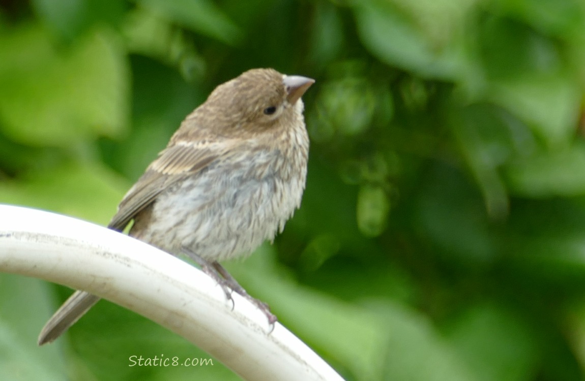 House Finch standing on a white plastic tube