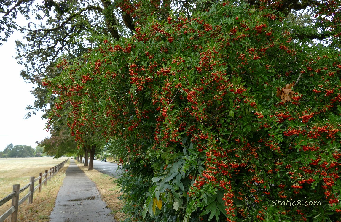 Pyracantha bush with red berries next to a sidewalk and wood picket fence