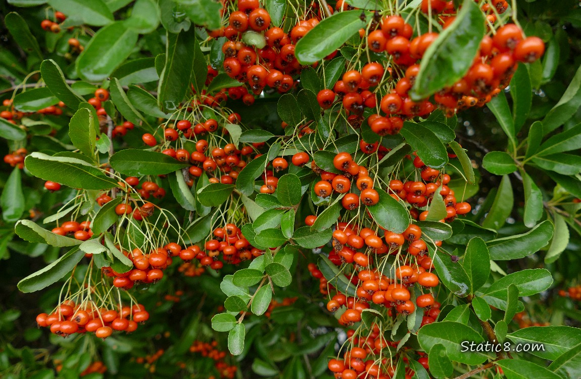 Many Pyracantha berries hanging in bunches from the bush