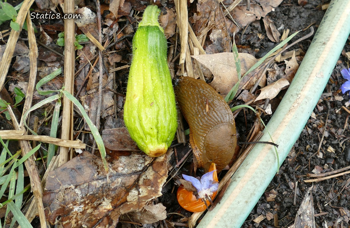 Slug on the ground