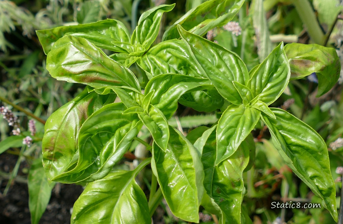 Looking down at a Basil plant