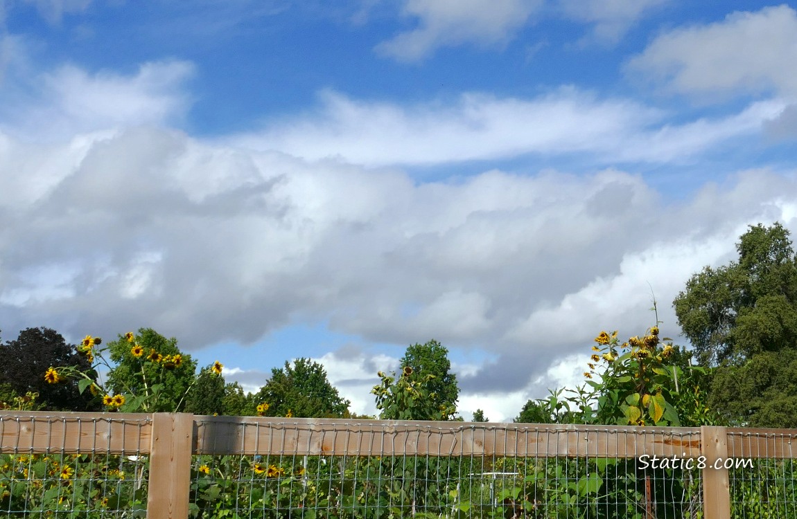 Puffy white clouds in a blue sky, over a wood and wire fence with sunflower blooms on the other side