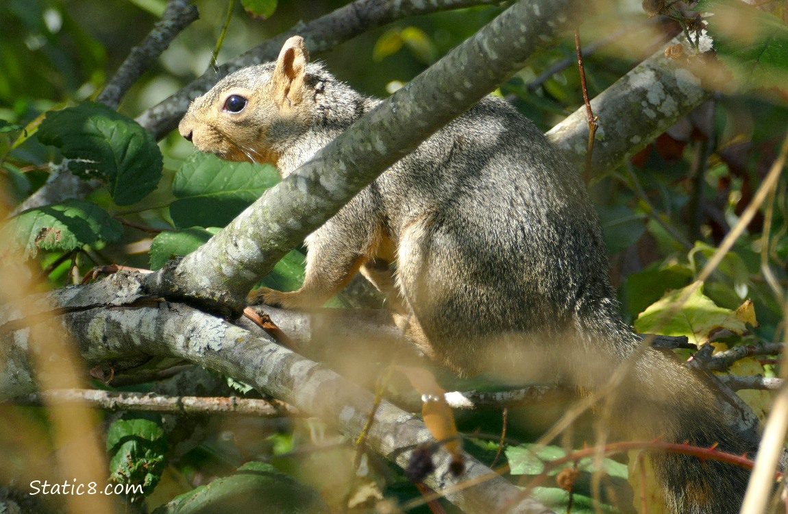 Squirrel sitting on a branch, surrounded with other branches and leaves