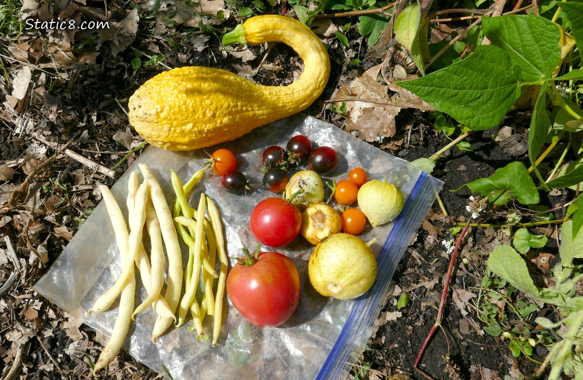Harvested veggies on a ziplock on the ground