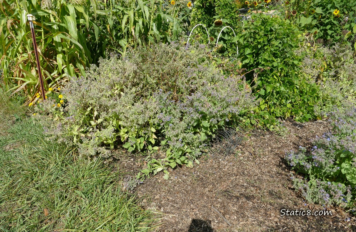 Garden plot