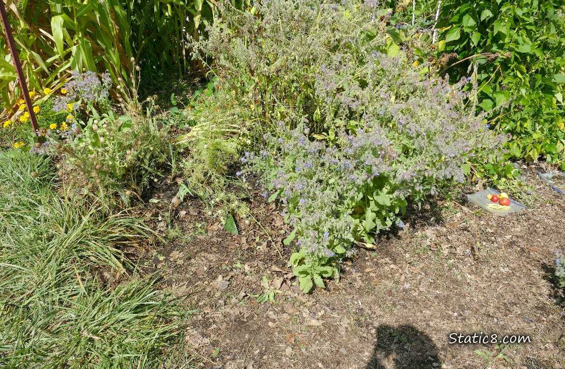 Garden plot