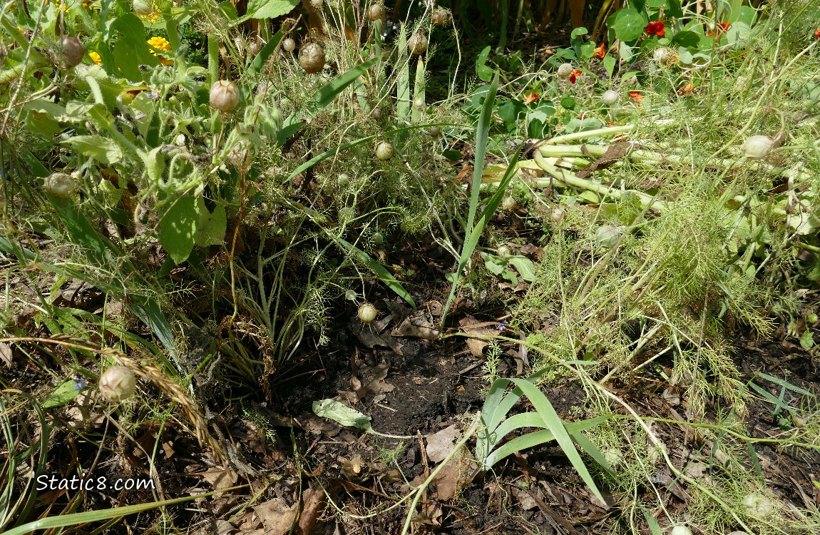 Iris leaves coming up, surrounded by weeds