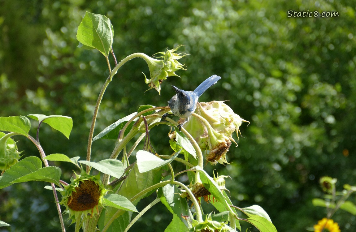 Scrub Jay standing on a sunflower stalk, looking at a sunflower seed head