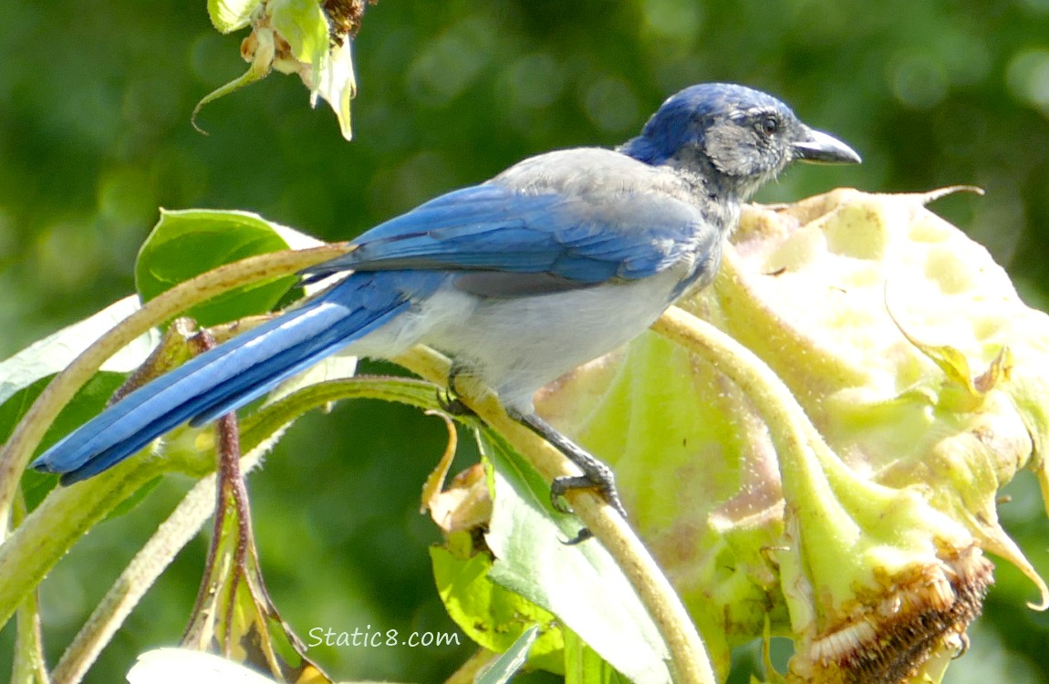 Scrub Jay standing on a sunflower stalk, looking away