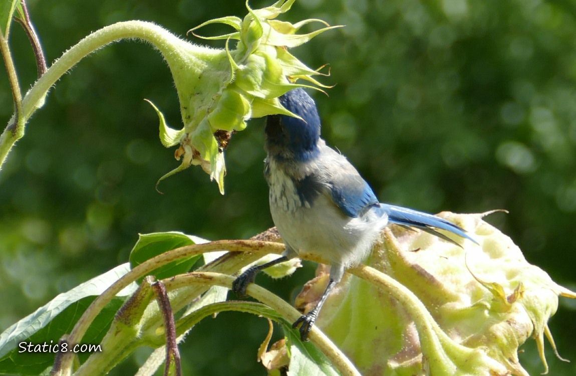 Scrub Jay with her head in a sunflower seed head