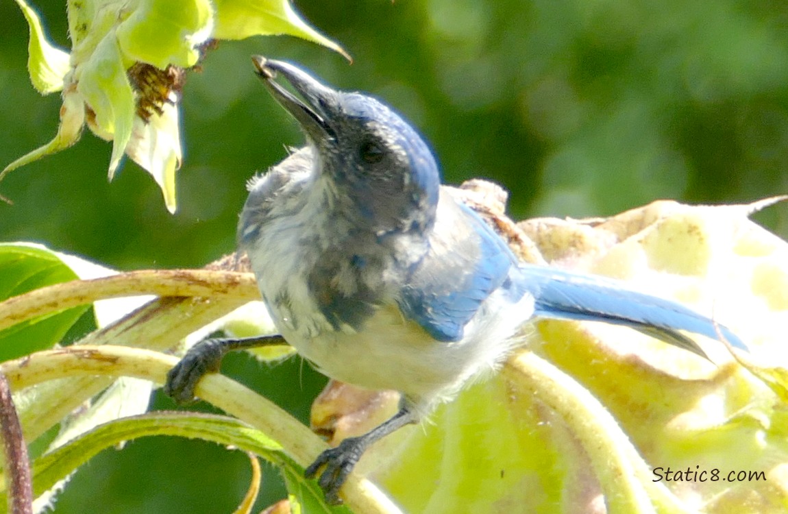 Scrub Jay standing on a sunflower stalk, holding a sunflower seed in her beak
