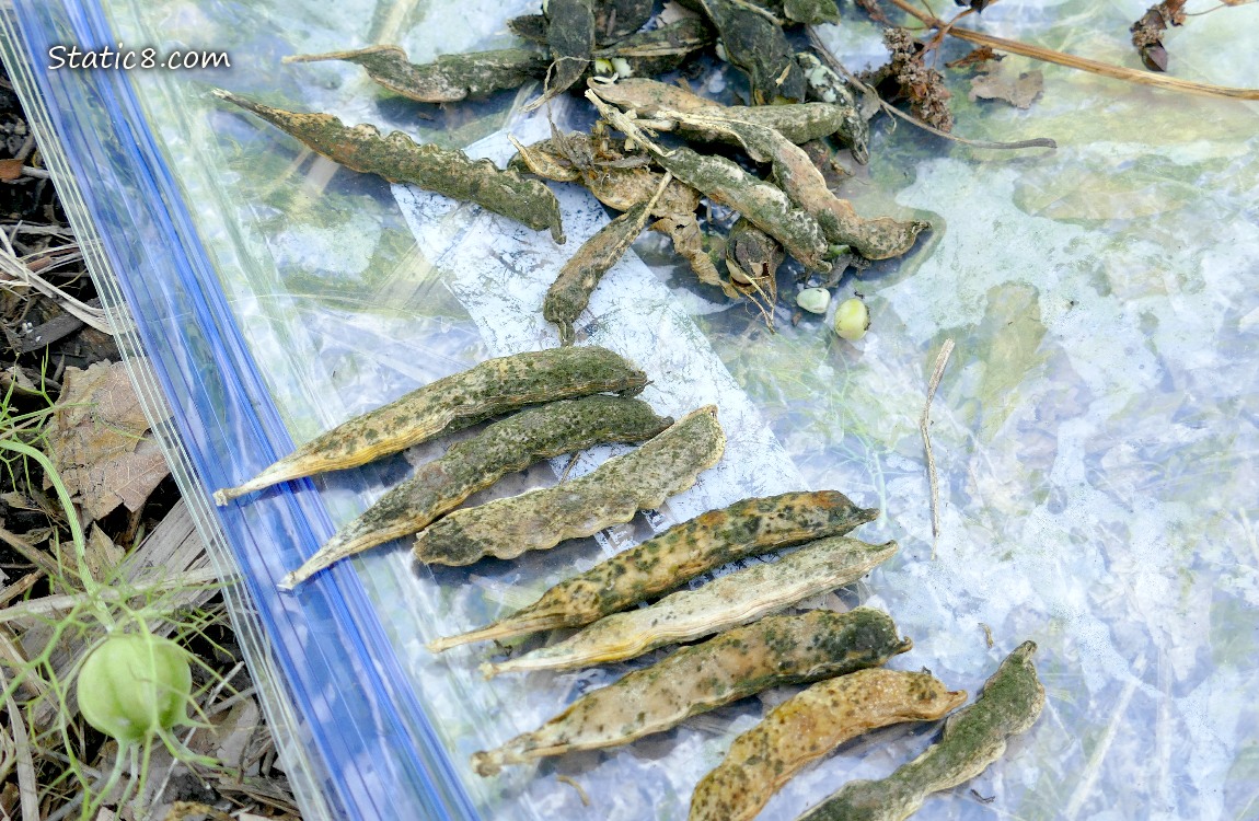 Mouldy Snap Pea pods on a ziplock on the ground