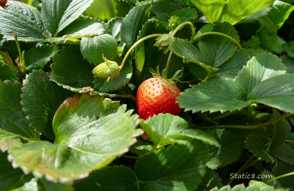 Strawberry fruits ripening on the plant