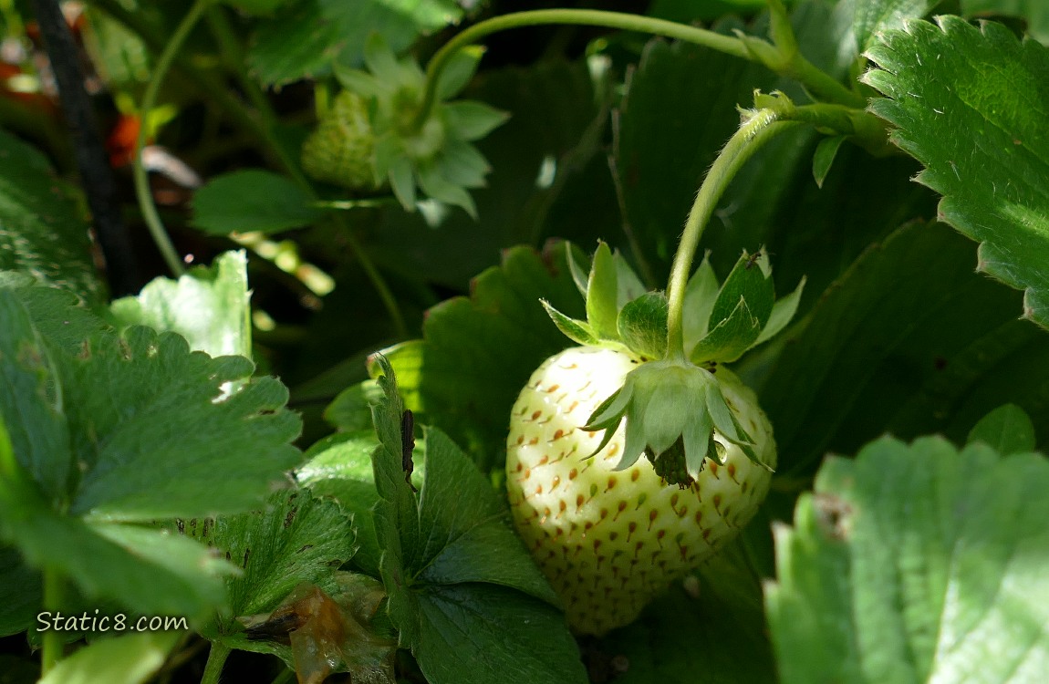 Strawberry fruits ripening on the plant