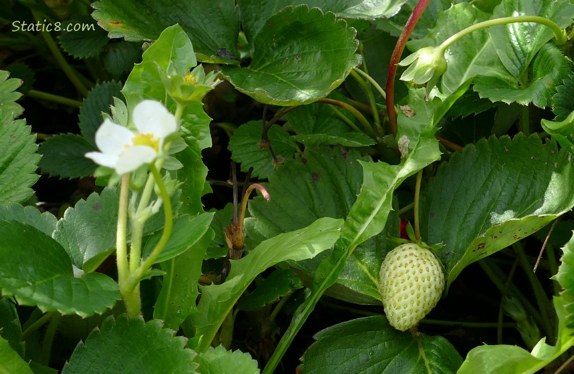 White, unripe Strawberry fruit plant, next to a strawberry flower