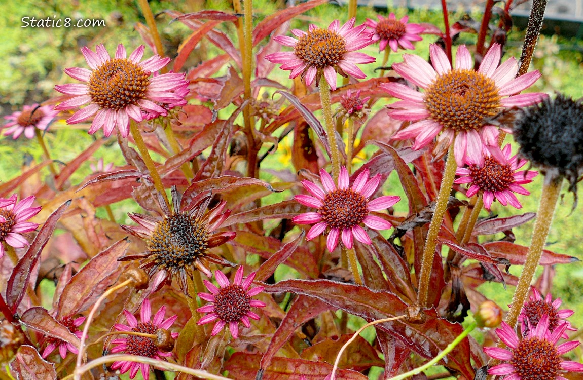 Looking down at pink Echinacea blooms