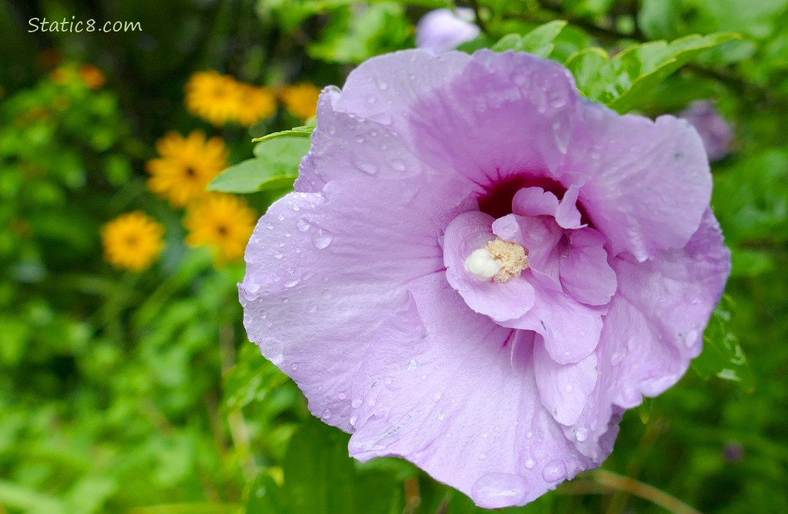 Light purple Hibiscus bloom
