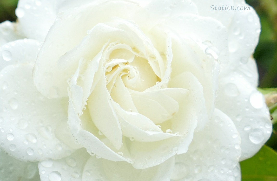 Close up of a white rose with raindrops on it