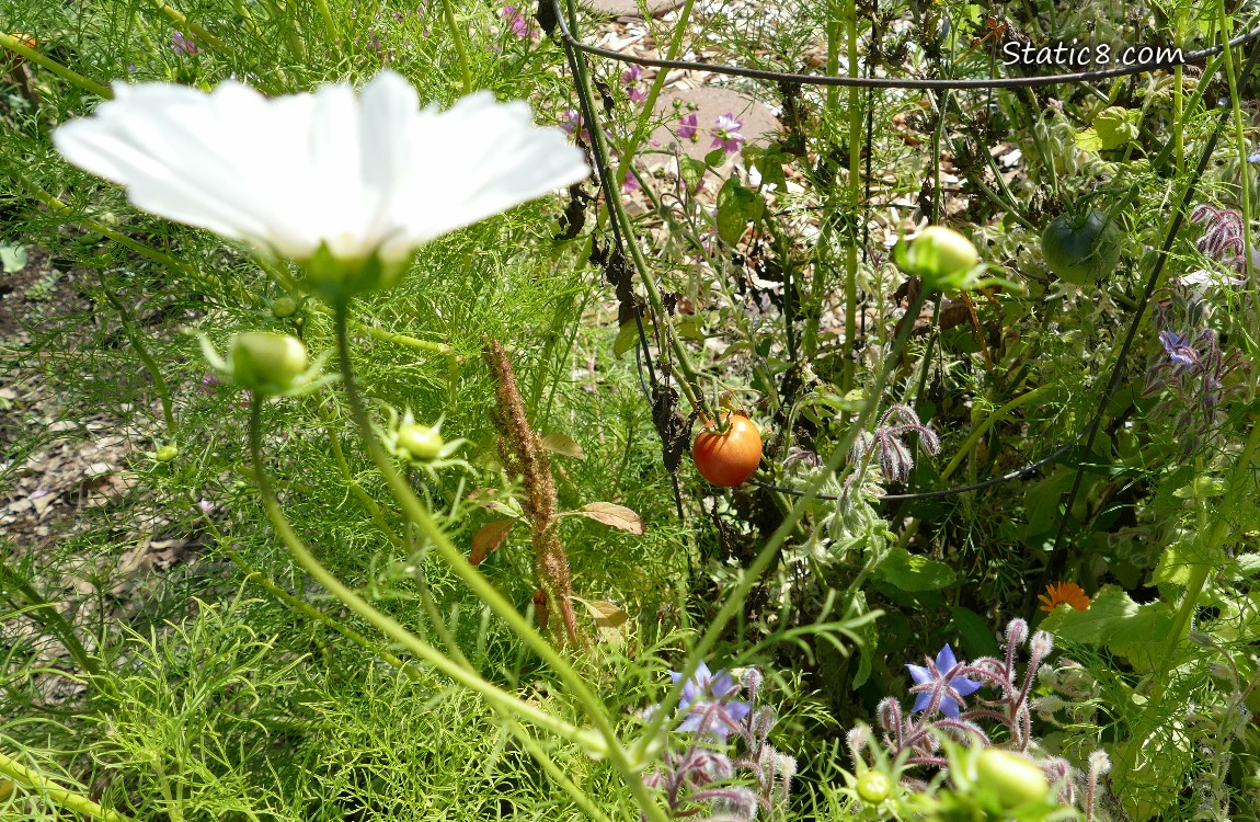 White Cosmos bloom in front of a tomato plant with a red tomato