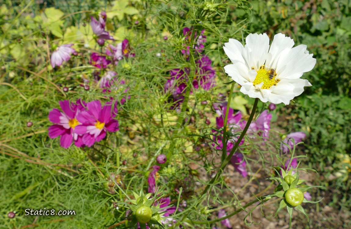 White and purple Cosmos blooms