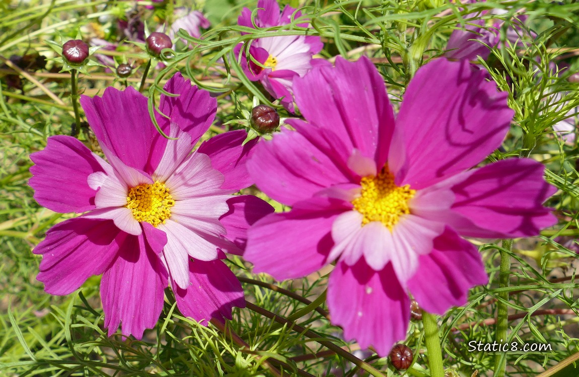 Purple Cosmos blooms with buds and leaves around them