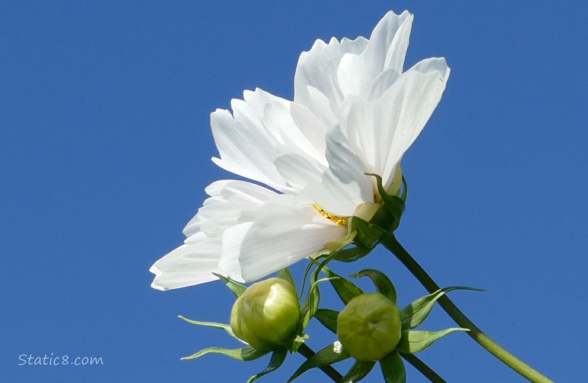 White cosmos bloom with two buds and the blue sky behind