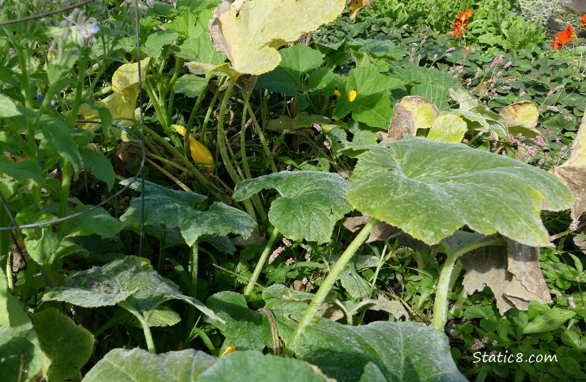 Crookneck squash leaves with mildew and one fruit
