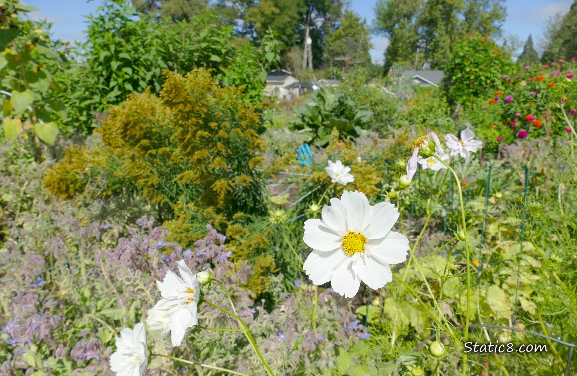 Garden plot