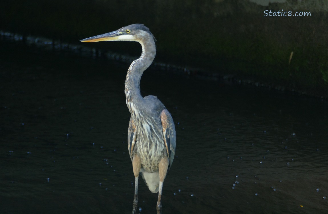 Great Blue Heron surrounded by blackness