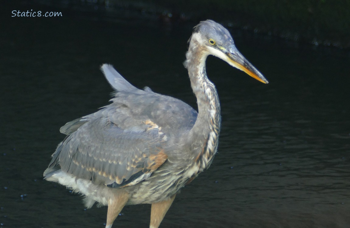 Great Blue Heron surrounded by backness