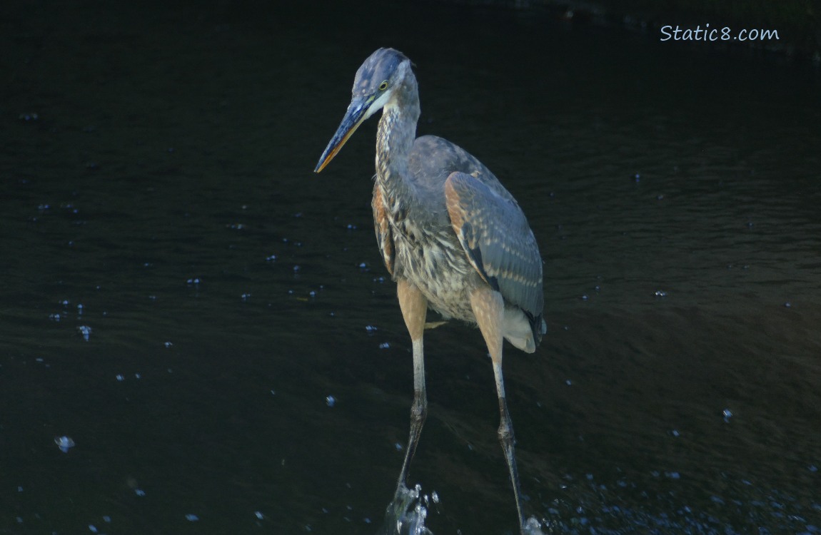 Great Blue Heron looking down at the water, surrounded by blackness