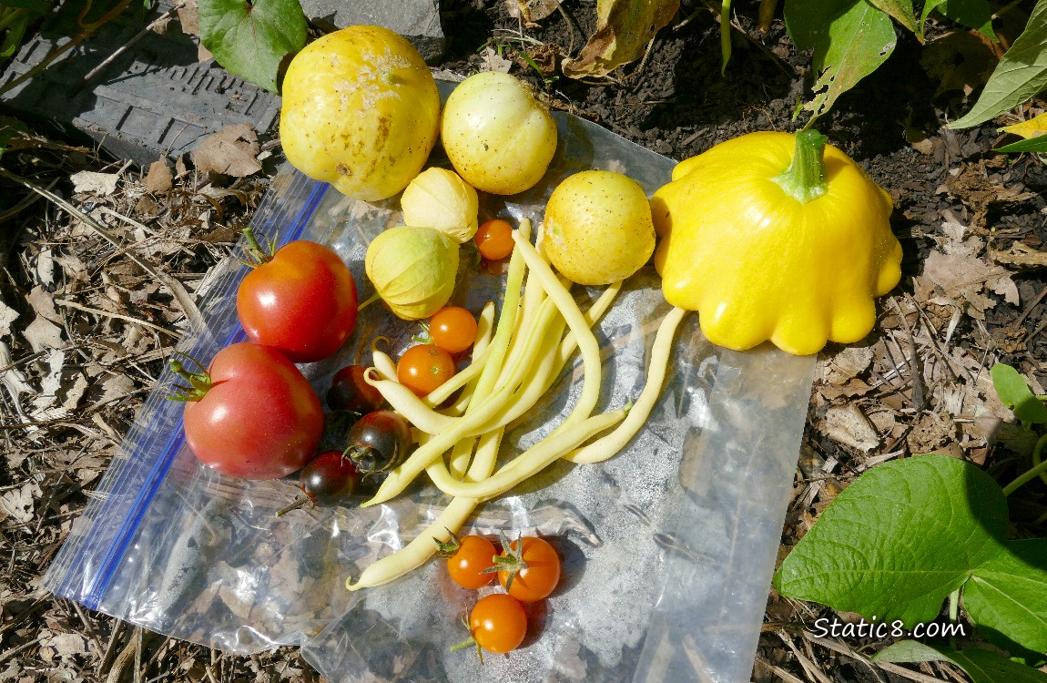 Harvested veggies on a ziplock on the ground
