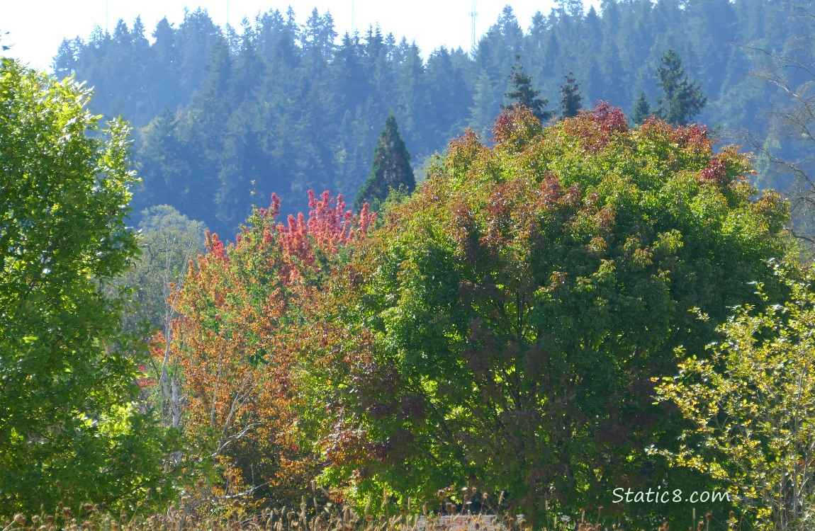 Some red leaves on the trees, douglas firs in the background