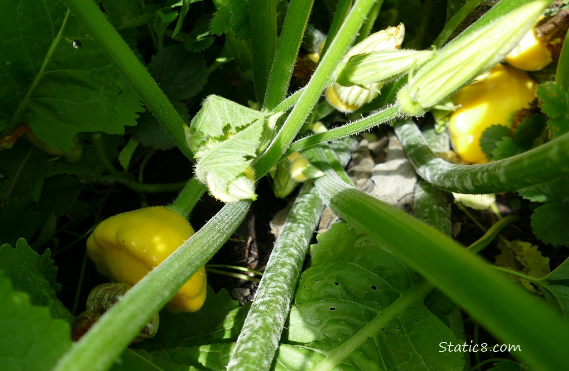 Looking down at Patty Pan fruits growing on the plant