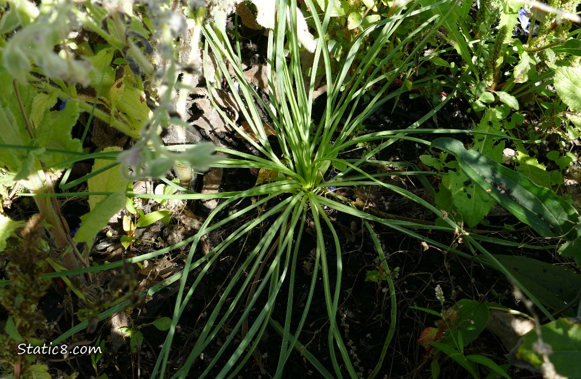 Salsify plant growing in the ground